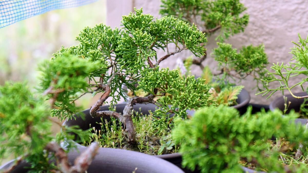 遺品整理で見つかった盆栽や植木鉢の正しい扱い方とは？捨てる前に知っ 